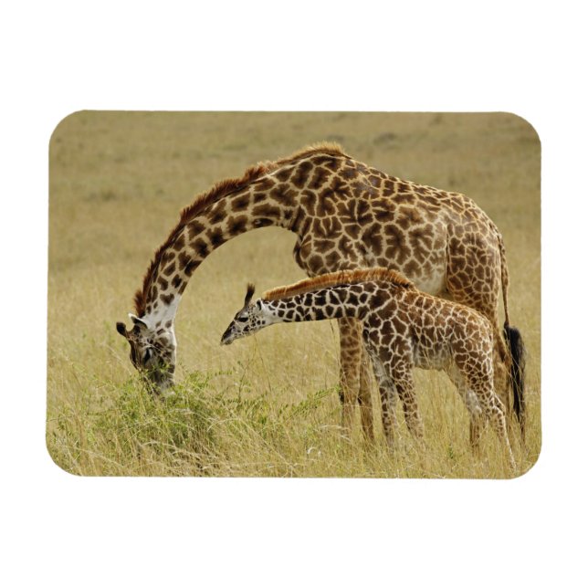 Mother and baby Masai Giraffe, Giraffa Magnet (Horizontal)