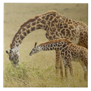 Mother and baby Masai Giraffe, Giraffa Tile