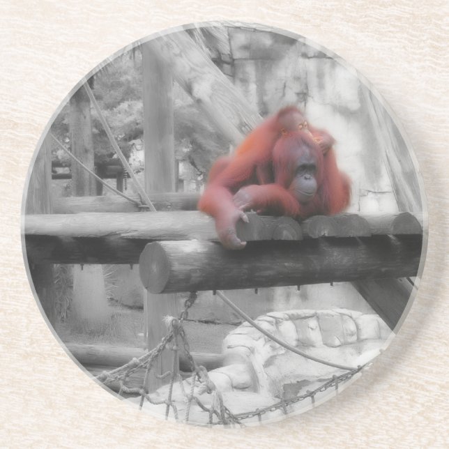 Mother and Baby Orangutan Coaster (Front)