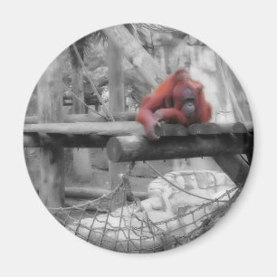 Mother and Baby Orangutan Magnet