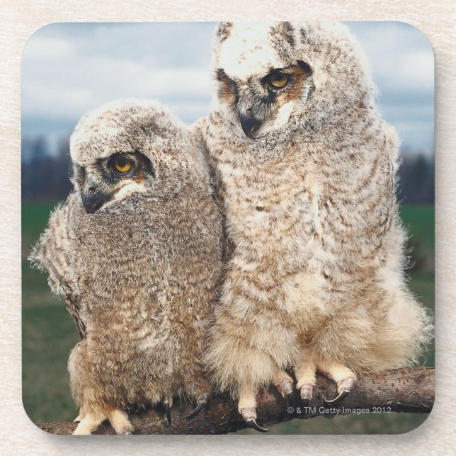 Mother and Baby Owl Coaster (Front)