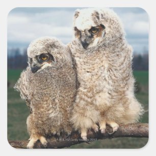 Mother and Baby Owl Square Sticker