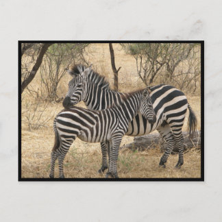 Mother and Baby Zebra Postcard