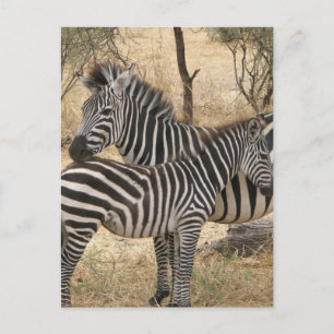 Mother and Baby Zebra  Postcard