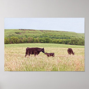 Mother and Calf in the Flint Hills Poster