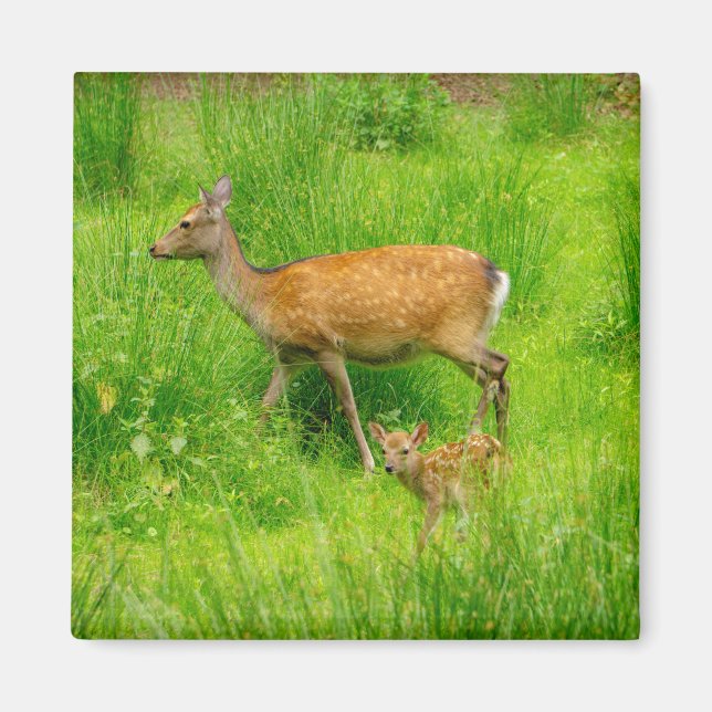 Mother and child - fallow deer with young magnet (Front)