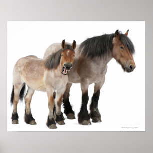 Mother and foal smiling, Belgian horse, Belgian Poster