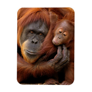Mother & Baby Orangutan Magnet