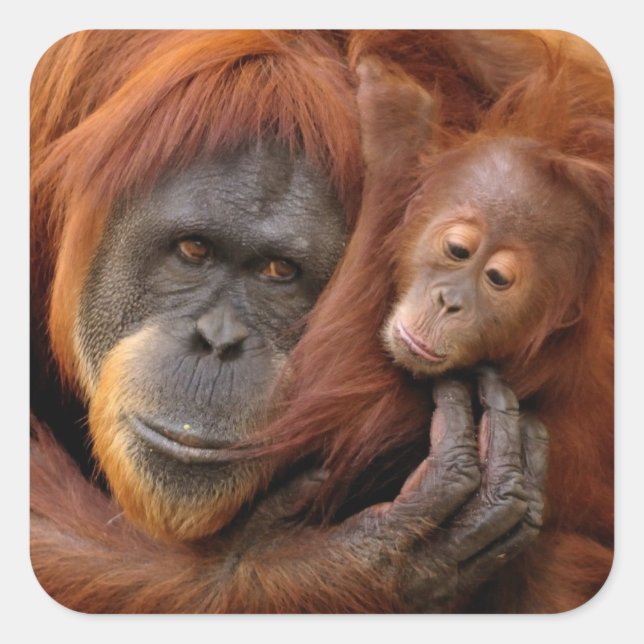 Mother & Baby Orangutan Square Sticker (Front)