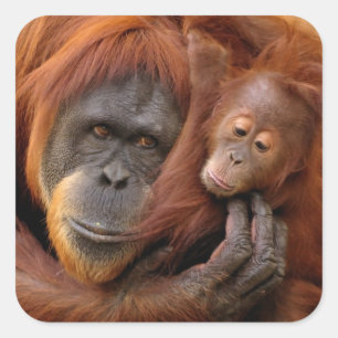 Mother & Baby Orangutan Square Sticker