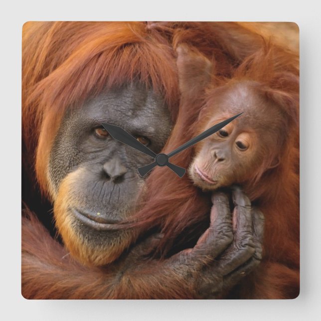 Mother & Baby Orangutan Square Wall Clock (Front)