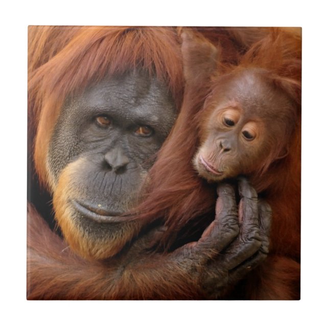 Mother & Baby Orangutan Tile (Front)