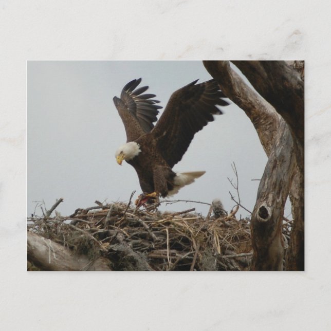 Mother Bald Eagle Postcard (Front)