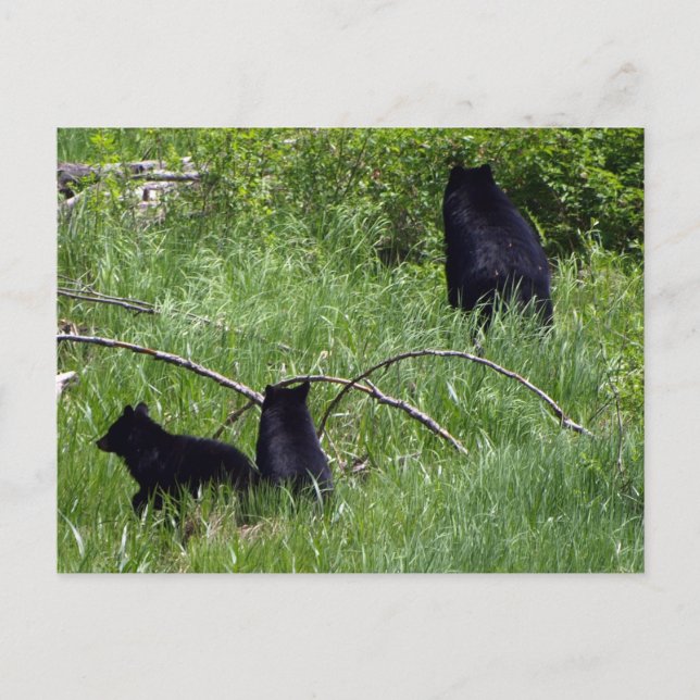 Mother Bear & Cubs Wildlife Postcard (Front)