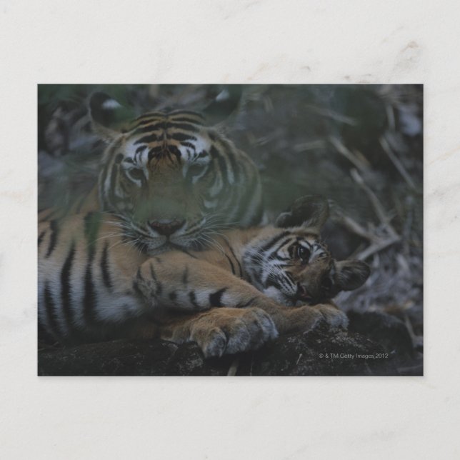 Mother Bengal Tiger with Cub Postcard (Front)