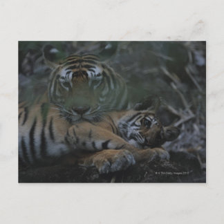 Mother Bengal Tiger with Cub Postcard