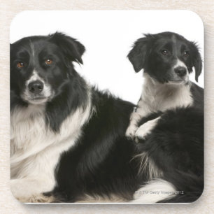 Mother border collie and puppy coaster