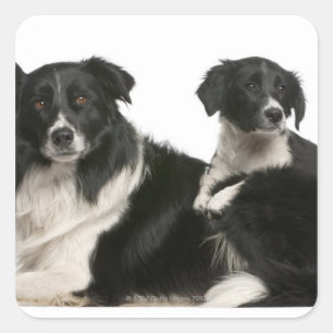 Mother border collie and puppy square sticker