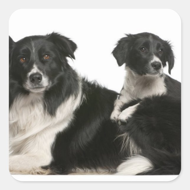 Mother border collie and puppy square sticker (Front)