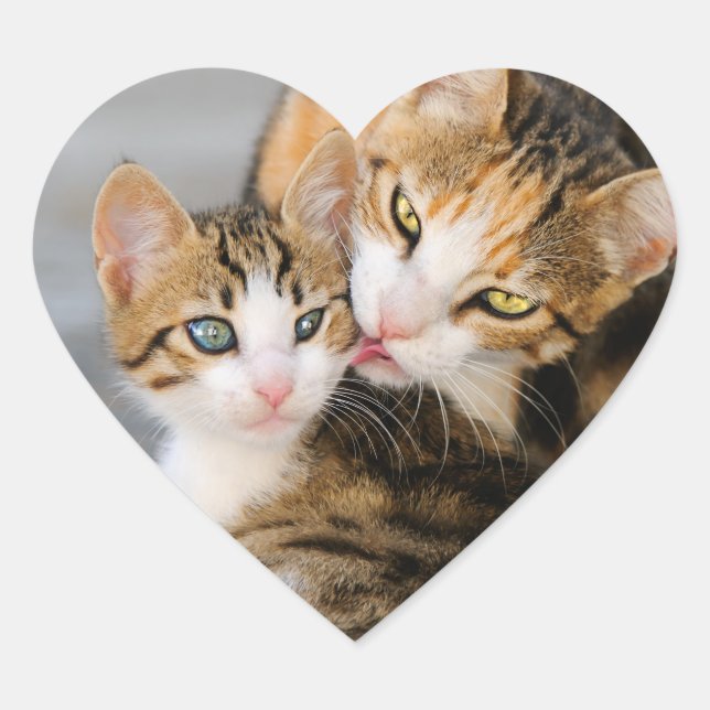 Mother Cat Loves Cute Baby Kitten Animal Pet Photo Heart Sticker (Front)
