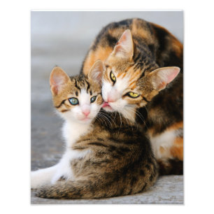 Mother Cat Loves Cute Kitten - Paperprint Photo Print