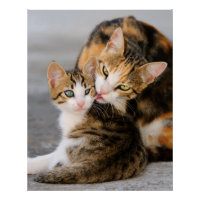 Mother Cat Loves Cute Kitten, Photo