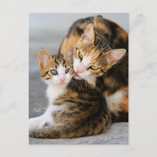 Mother cat loves cute kitten postcard
