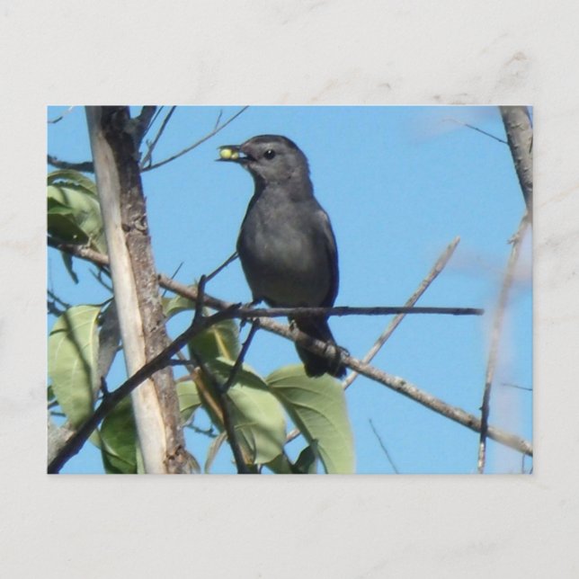 Mother Catbird Gathers Berries to her Feed Babies Postcard (Front)