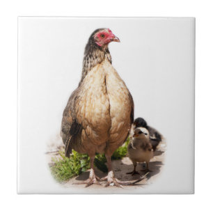 Mother Chicken and Baby Chickens Tile