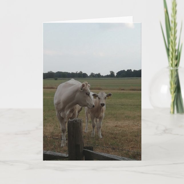 Mother cow and baby. card (Front)