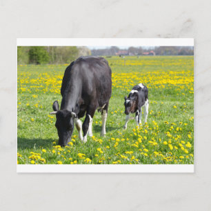Mother cow and calf in meadow with yellow flowers postcard