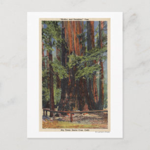 "Mother" & "Daughter" at Big Trees Park Postcard