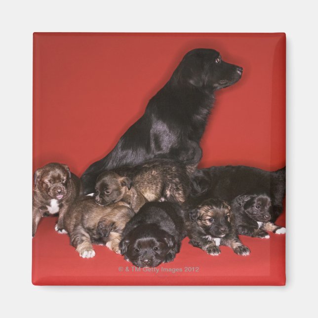 Mother dog with puppies magnet (Front)