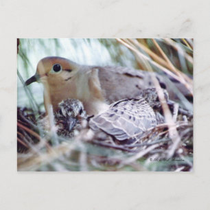 Mother Dove and Young Postcard