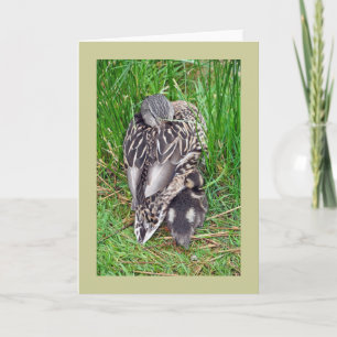 Mother duck and baby greeting card