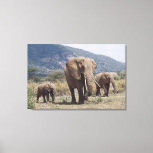 Mother elephant walking with elephant calf canvas print