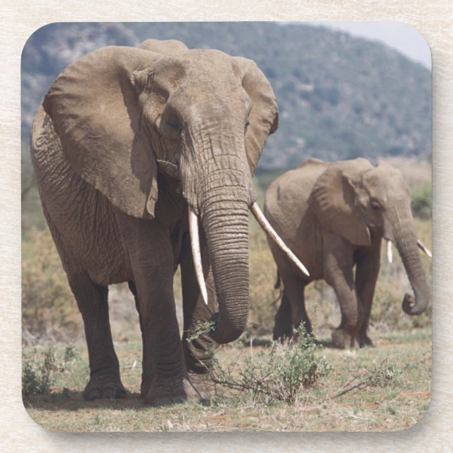 Mother elephant walking with elephant calf coaster (Front)