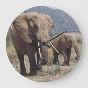 Mother elephant walking with elephant calf large clock
