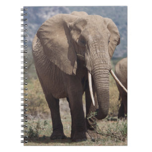 Mother elephant walking with elephant calf spiral notebook