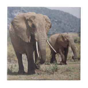 Mother elephant walking with elephant calf tile