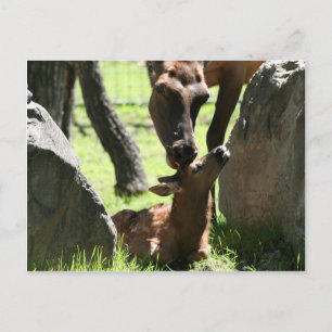 Mother elk kisses baby postcard