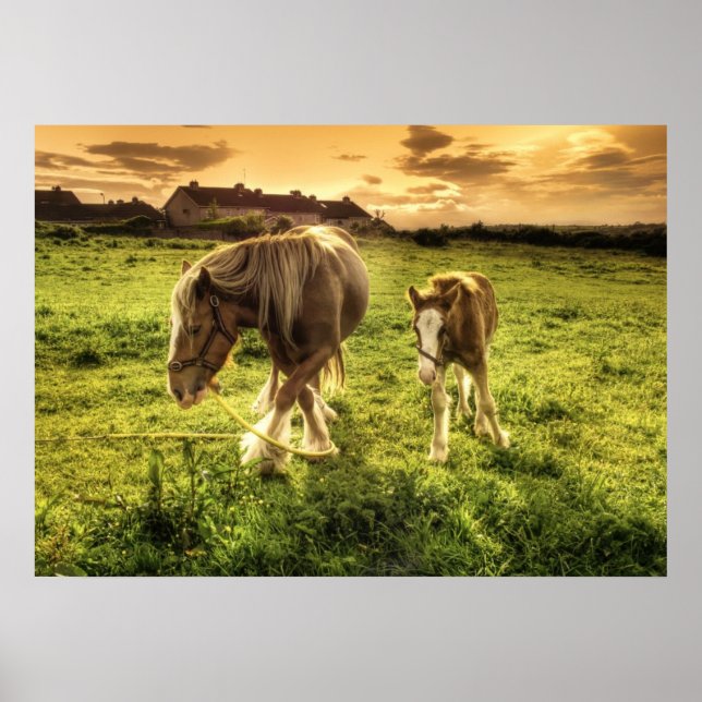 Mother & Foal Horse Poster (Front)