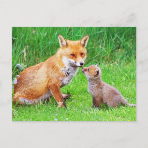 Mother fox and cub postcard