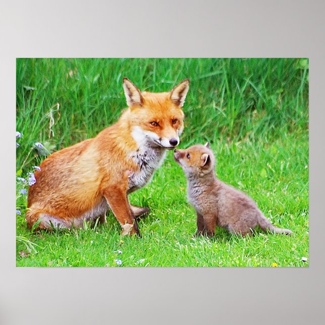 Mother fox and cub poster (Front)