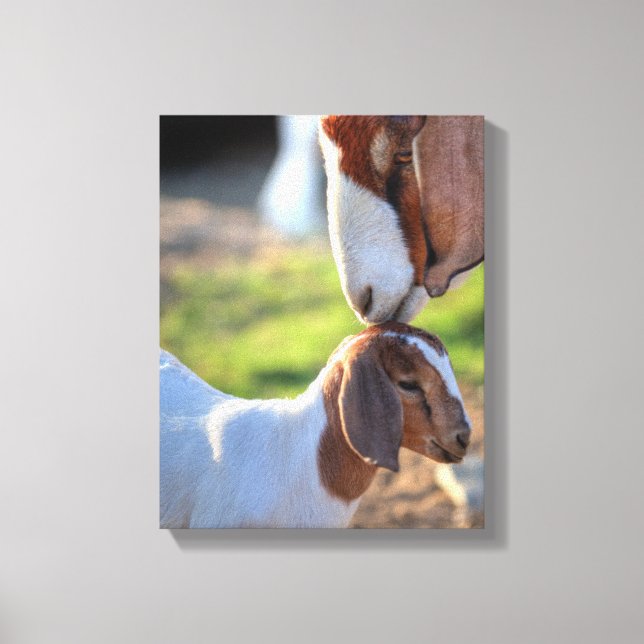 Mother Goat & Baby Canvas Print (Front)