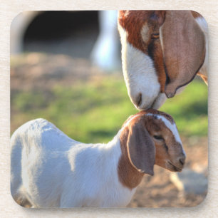 Mother Goat & Baby Coaster