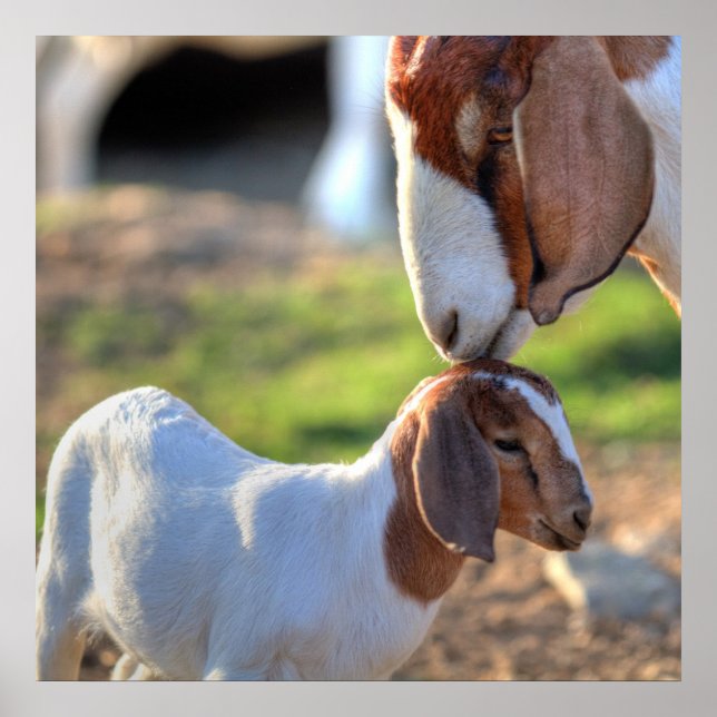 Mother Goat & Baby Poster (Front)