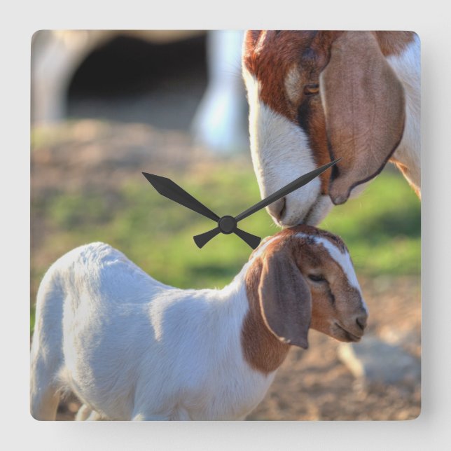 Mother Goat & Baby Square Wall Clock (Front)