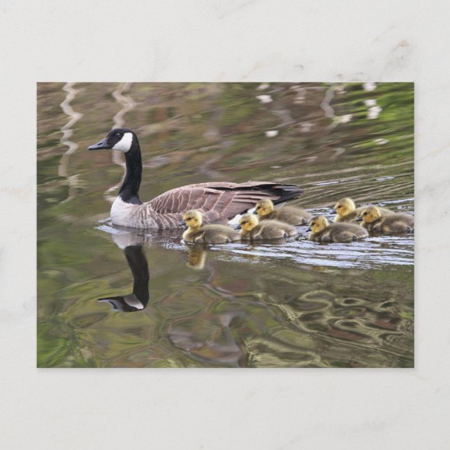 Mother Goose and Baby Geese Photo Postcard (Front)