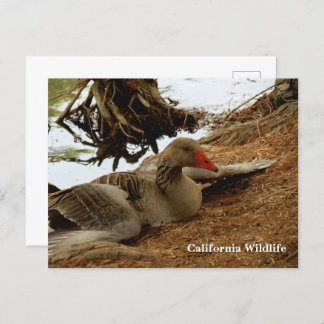 Mother Goose Postcard